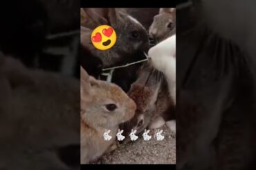 CUTE RABBIT SHORTS #shortfeed #newshorts #trending #viral #animal