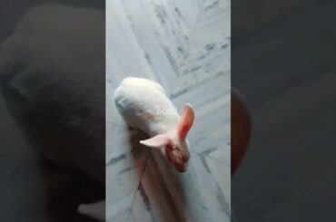 My Baby Bunny Play Time #rabbit #bunny #babyrabbit #cute #animal #bunnybaby