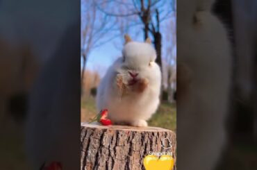 @oprabbit#trandingrabbit#viral cute rabbit
