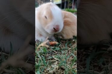 cute baby#shorts #rabbits
