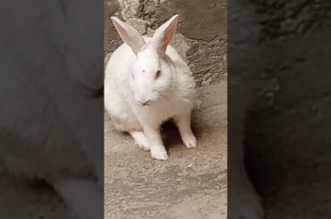 cute baby rabbit chiku #rabbit #trending #bunny #babyrabbits #virel #funny