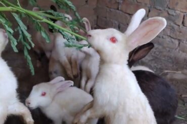 Rabbits | Cute Rabbit | Cute Baby Rabbits Playing | Funny Bunny Rabbit