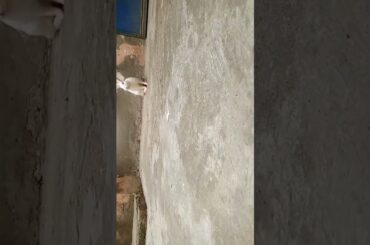 cute baby rabbit chiku #rabbit #trending #bunny #babyrabbits #virel