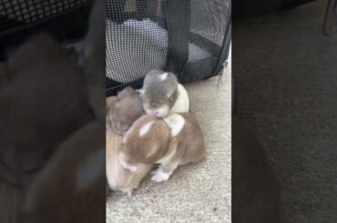 Baby bunnies