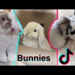 Bunny TikTok Compilation | + Bunny care