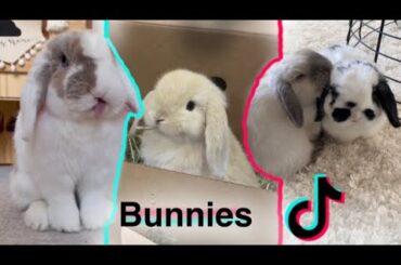 Bunny TikTok Compilation | + Bunny care