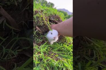White Rabbit cute bunny #shorts #youtubeshorts #shortvideo #viralshorts