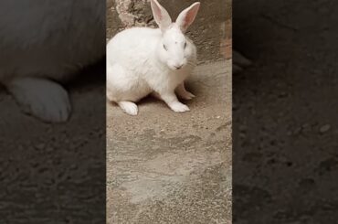 cute baby rabbit chiku beautiful #rabbit #bunny #trending #babyrabbits #virel
