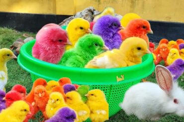 Catch colorful chicken, cute chicken, rainbow chicken, cute duck, cute bunny, cute animal, cute duck