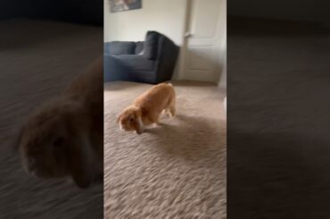 Cute bunny!!!! #cuteanimals #cutebunny #rabbit #cuterabbit #cute #bunny