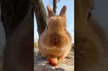 so so cute Bunny #ytshort #ytviral #pets #youtubeshorts #petslover