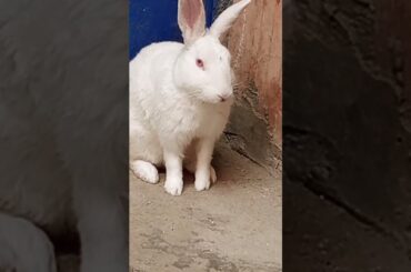 cute baby rabbit #rabbit #trending #bunny #babyrabbits #virel #animal #cute #cat