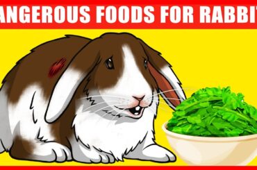 Vegetables and Fruits That Will Kill Your Rabbit