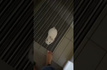 Adorable Baby Bunny Gets Rescued By Woman In Park!