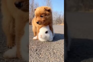 Dog and Cute Rabbit Video #139