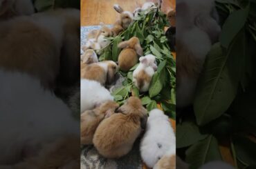 baby bunny banquet
