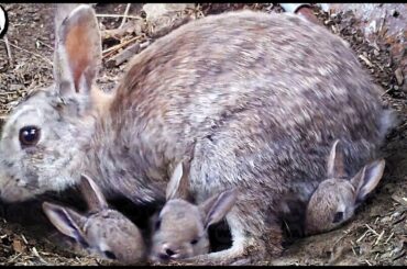 This Is Why the Childhood of Rabbits Is so Terrible