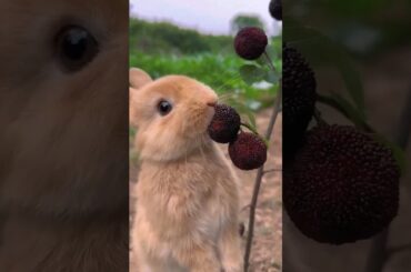 Cute Rabbit eating #trending #youtubeshorts #viral #tiktok #rabbit #shorts