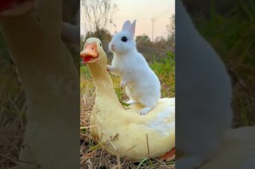 friendship / Cute baby rabbit and big duck . A beautifull moment #shorts #viral #duck #babyrabbit .