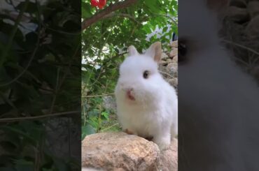 Cute Rabbit #shorts #viral #eating #youtubeshorts