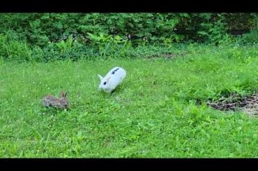 Pet rabbit meets wild rabbit for the first time
