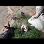 rabbit babies cair || feeding Activities Bunny Rabbit || cute baby rabbit