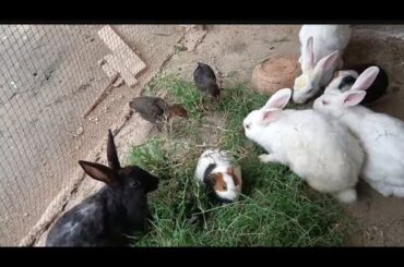rabbit babies cair || feeding Activities Bunny Rabbit || cute baby rabbit
