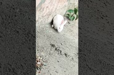 cute baby rabbit chiku beautiful and #rabbit #babyrabbit #bunny #virel #funny