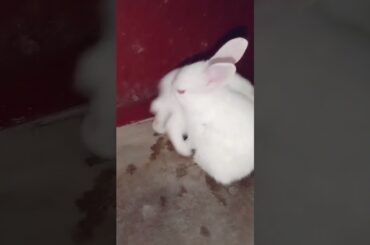 Cute baby bunny#shorts