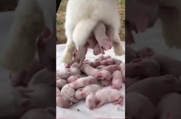 Doe Rabbit giving birth baby’s #shorts #rabbit #bunny