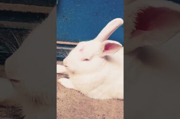 cute baby rabbit chiku #rabbit #virel #rabbitrabbit #rabbitrabbit #cow