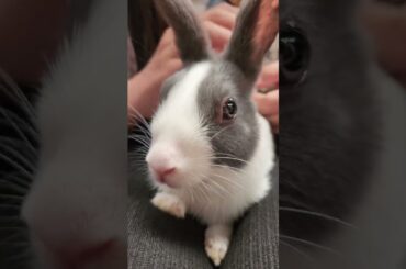 Very cute rabbit #shorts #rabbit #cuteanimals #animalslover #animals #farm #manchester #funnyanimals