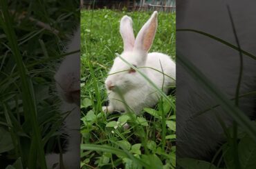 cute baby rabbit shorts//#rabbit #shorts //Dina bhai short video