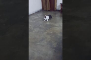 cute rabbit videos #rabbit #cutebunny #bunny #cuterabbit #cuteanimals #youtubeshorts #rabbits