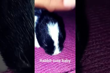 rabbit cute baby #rabbit #bunny #animals #shorts #reels