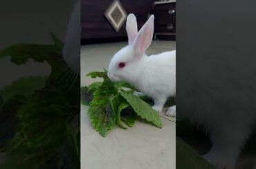 Super cute and adorable baby rabbit #cuterabbit #shorts #viral