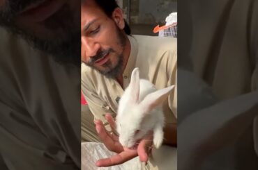 Cute Baby Rabbit#trending #shorts