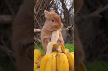 Cute baby rabbit eating banana! Rabbit video #shorts