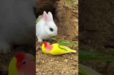 cute rabbit and parrot   ki dosti #shorts #pets #subscribe #rabbit #viral #ytshorts #animals #bunny