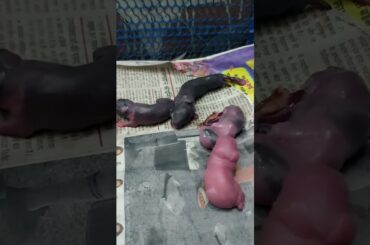 Baby bunnies that have just been born #newbornrabbit #bunny #newbornbaby #shorts