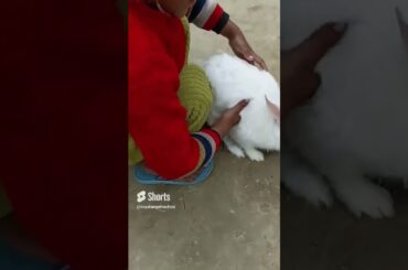 cute  rabbit playing #shorts #subscribe #pets