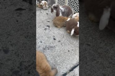 Cutest baby bunnies!!! #cuteanimals #bunny #rabbit #cutebunny #cute #cutepet #cuterabbit #animal