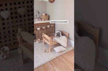 Funny Pets | Funny Bunny | Cute Bunny