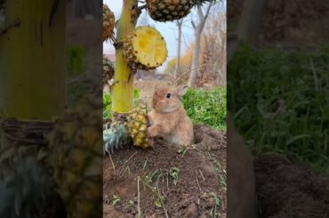 Cute Rabbit Eating Grass & Fruits #6