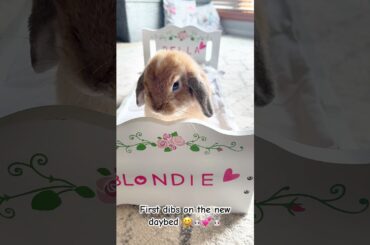 Cute Bunny #shorts #khargosh #cutepet #rabbit #cute #bunny