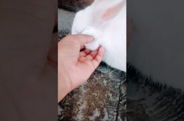 cute baby rabbit chiku rabbit #rabbit #trending #bunny #virel #cute #animal