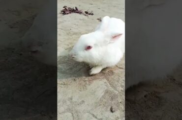 so cute rabbit funny masti #pets #subscribe #shorts