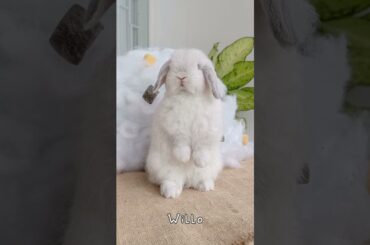 WHO IS THE CUTEST BUN? WELL, YOU HAVE TO DECIDE #rabbit #cuterabbit #nature #bunny #cute #petrabbit