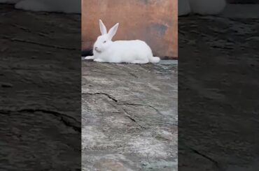 cute baby rabbit chiku #rabbit #trending #bunny #virel #cute #animal #cat #rabbitrabbit