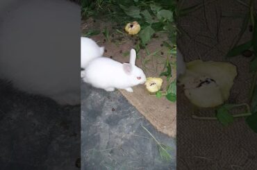 #shortsvideo #cute #rabbit #baby